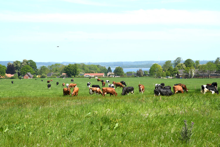 Græssende køer